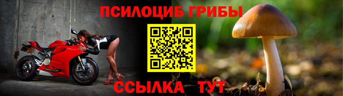 Псилоцибиновые грибы Cubensis Новокубанск